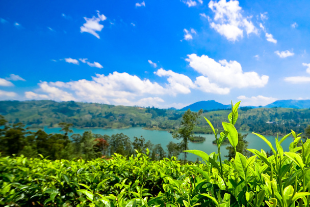 Tea plantations - Photo, Image