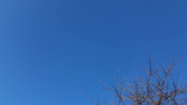 Cielo azul helado de invierno. Tendencia de color 2020. Los pájaros vuelan sobre él. Las copas de los árboles desnudos son visibles
.  - Imágenes, Vídeo