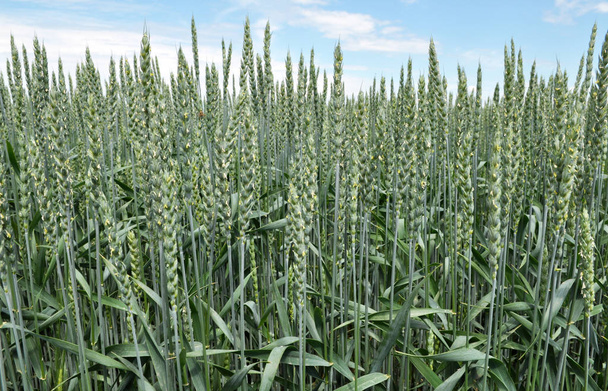 緑の冬の小麦の栽培分野では - 写真・画像