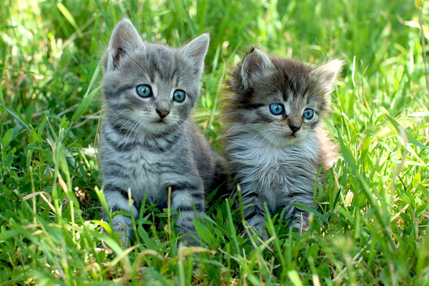 Kaksi pientä raidallista kissanpentua sinisine silmineen vihreällä ruoholla
 - Valokuva, kuva