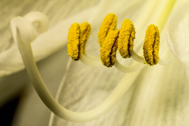 Амариллис, цветок крупным планом
 - Фото, изображение