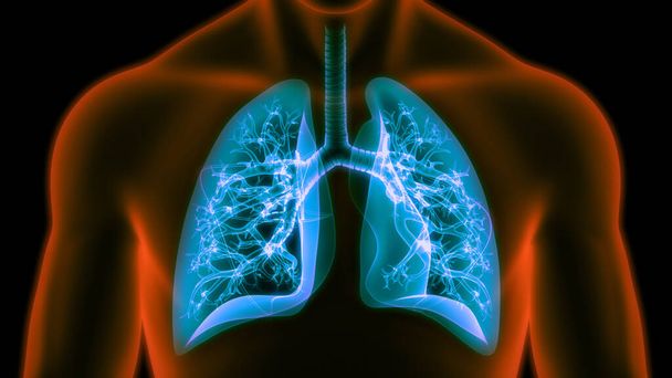 Ανθρώπινο Αναπνευστικό Σύστημα Πνεύμονες Ανατομία. 3D  - Φωτογραφία, εικόνα