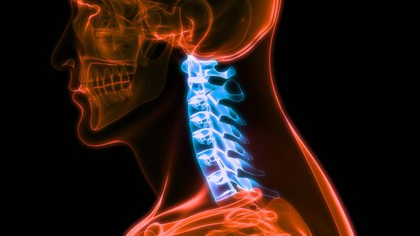 Spinal cord Anatomy (Cervical vertebrae). 3D - Illustration - Photo, Image