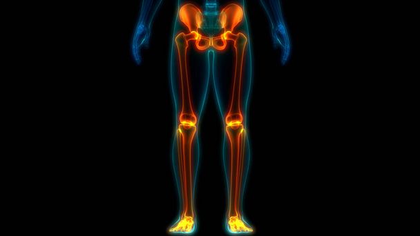 Douleurs articulaires osseuses du corps humain (articulations des jambes avec hanche et bassin) - Photo, image