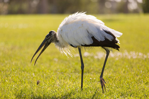 an american  wood stork in Florida on a green fresh meadow - 写真・画像
