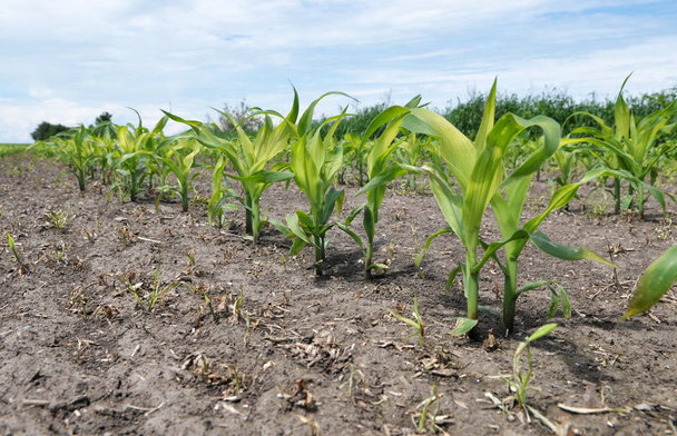 Молодая кукуруза с использованием гербицидов защищена от сорняков
 - Фото, изображение