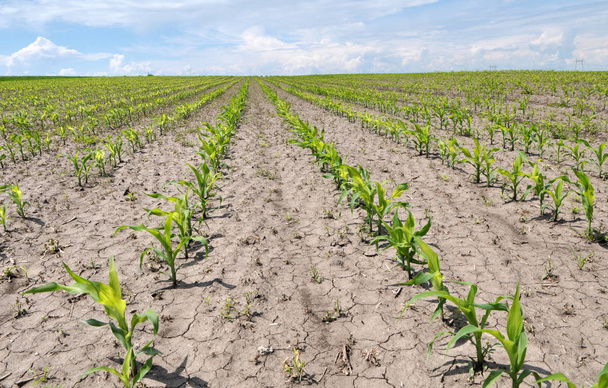 Mladá kukuřice používající herbicidy je chráněna před plevelem - Fotografie, Obrázek