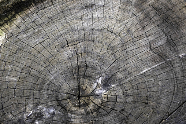 кусок дерева натуральный фон старый пильный вяз
 - Фото, изображение