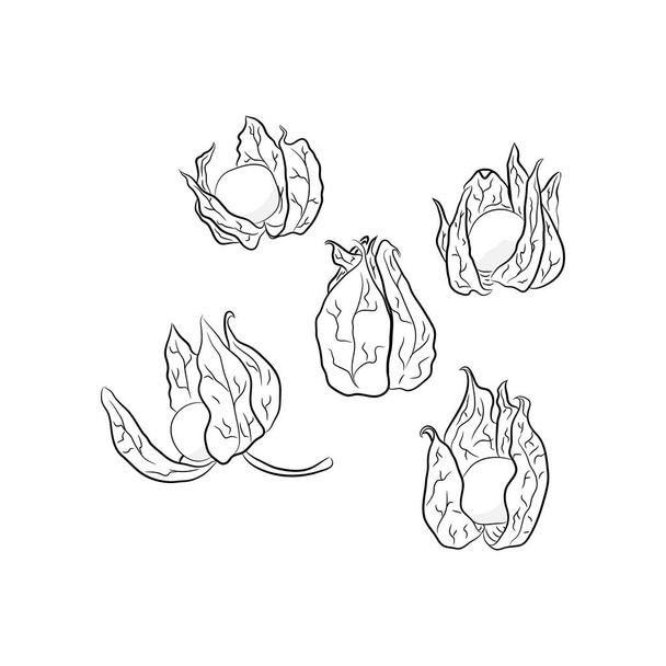 Set of physalis black and white - ベクター画像