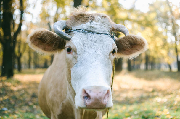 Onnellinen yksittäinen lehmä niityllä auringonlaskun aikana
. - Valokuva, kuva