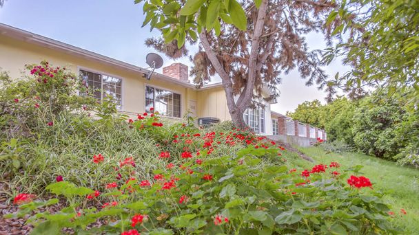 Marco panorámico Plantas verdes con flores rojas en Fallbrook home
 - Foto, Imagen