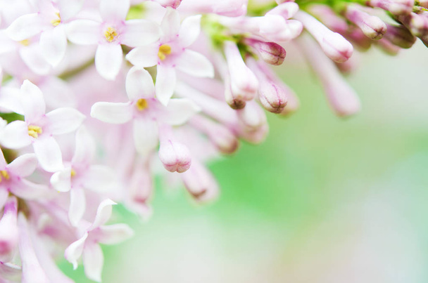 Pink lilac flowers spring blossom background. - Image - Foto, Imagen