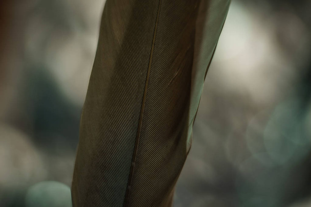 Close up Bellissimo sfondo grigio modello di piuma d'uccello per la struttura di design. Macro vista fotografica.  - Foto, immagini