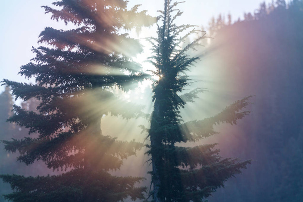 Promienie słońca w letnim zielonym lesie - Zdjęcie, obraz