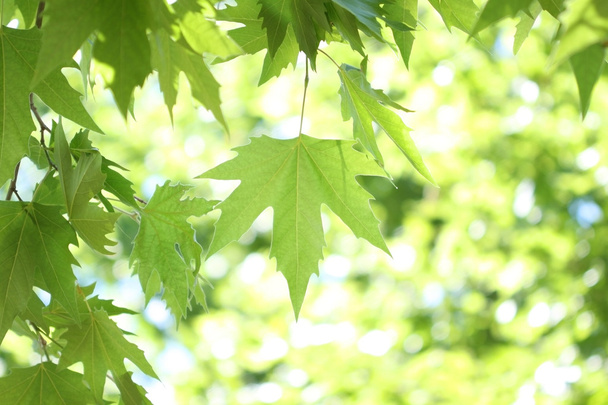 Гілка дерева з зеленим листям
 - Фото, зображення