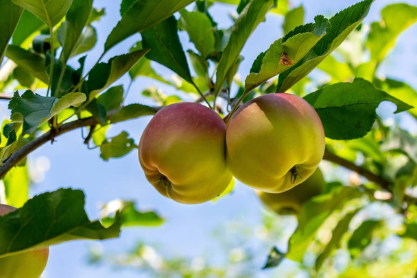 A closeup of apples on a tree branch surrounded by greenery under sunlight with a blurry background - Foto, imagen