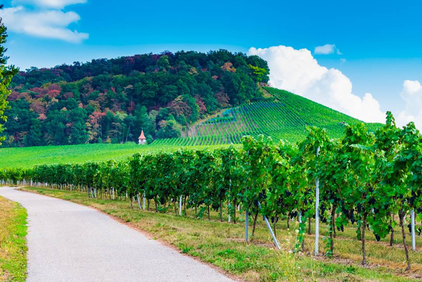 A road surrounded by vineyards with a mountain covered in greenery under a blue sky on the background - Фото, изображение