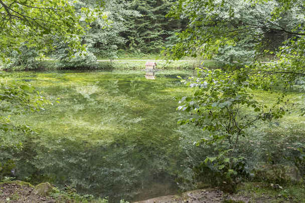 πράσινα νερά της λίμνης Kinzigsee σε καλοκαιρινά δάση. Black Forest, Γερμανία - Φωτογραφία, εικόνα