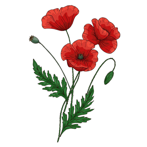 Summer bouquet with red poppy flower. Papaver. Green stems and leaf. Set of elements for design. Hand drawn vector illustration. Isolated on white background. - Vektör, Görsel