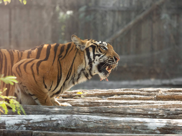 Закрыть Бенгальский тигр есть сырое мясо изолированы на заднем плане
 - Фото, изображение