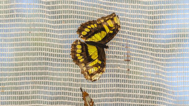 Pano Vista de cerca de la mariposa que aterrizó en la pantalla de ventana de malla de alambre
 - Foto, imagen