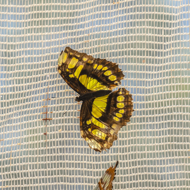 Marco cuadrado Vista cercana de la mariposa que aterrizó en la pantalla de la ventana de malla de alambre
 - Foto, Imagen