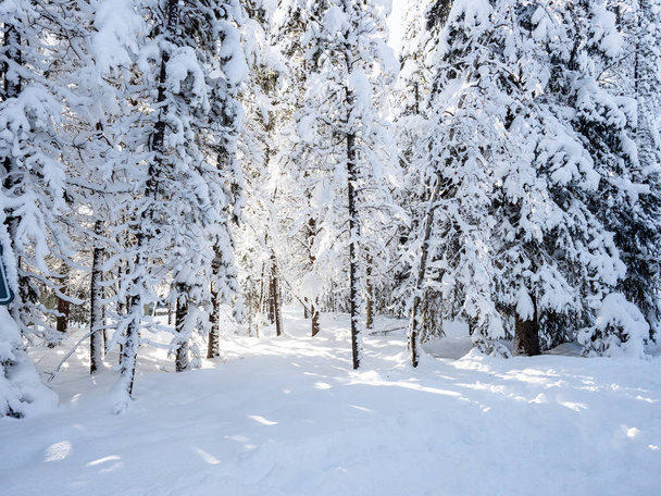 Alberi coperti di neve durante il giorno
 - Foto, immagini
