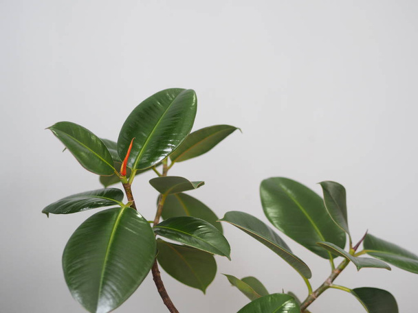 Ficus Rubber-bearing with large leaves in the winter garden home collection. At home, there must be a ficus. - Foto, imagen