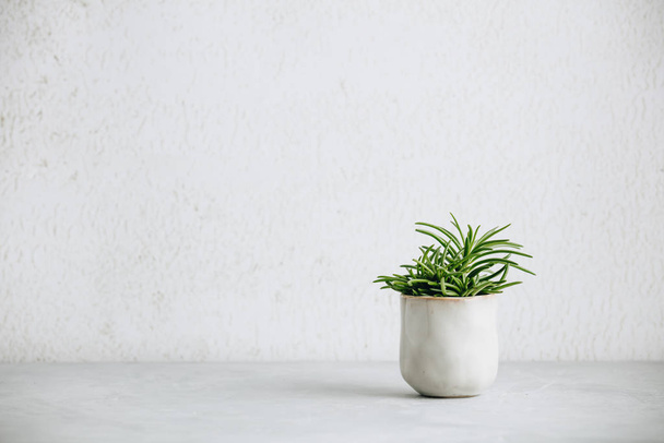 Close up of tiny succulent in trendy ceramic pot against white w - Zdjęcie, obraz