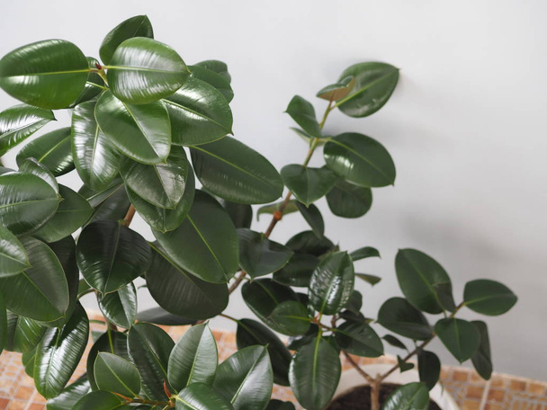 Ficus Rubber-bearing with large leaves in the winter garden home collection. At home, there must be a ficus. - Foto, immagini