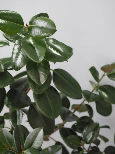 Ficus Rubber-bearing with large leaves in the winter garden home collection. At home, there must be a ficus. - Photo, image