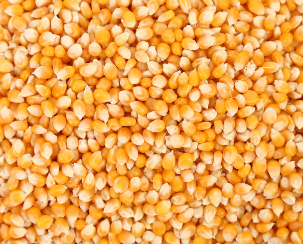 Closeup of corn grains. - Fotografie, Obrázek