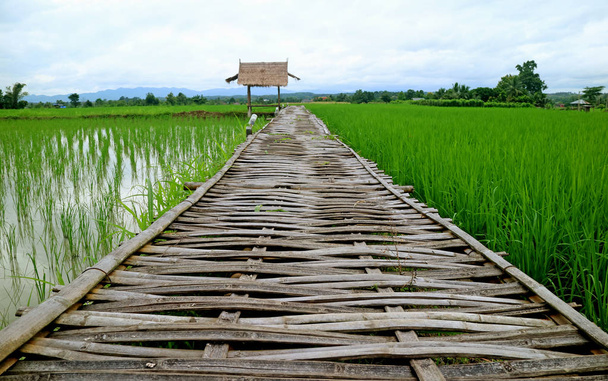 Bamboo Boardwalk over Vibrant Green Paddy Field menant au pavillon de toit de chaume, province de Nan, nord de la Thaïlande
 - Photo, image