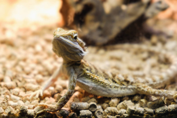 One young bearded dragon in a terrarium, leaning against a log and looking in the camera - Fotó, kép