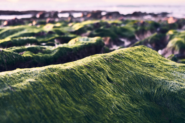roche d'algues
 - Photo, image