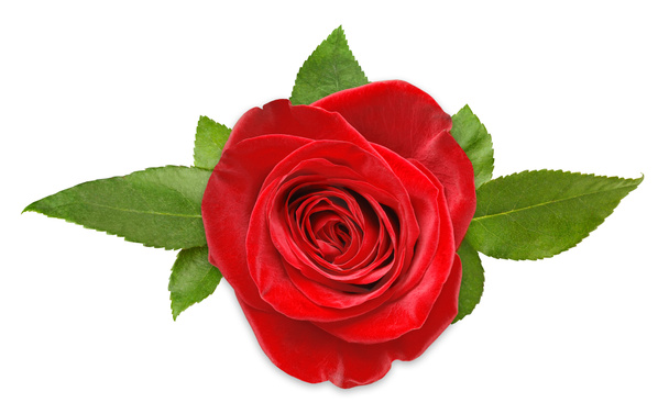 Rose rouge - Photo, image