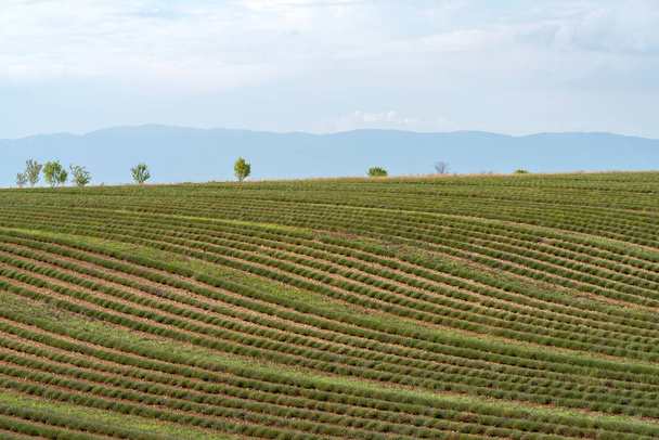 γεωργικού τοπίου στην Προβηγκία, Γαλλία - Φωτογραφία, εικόνα