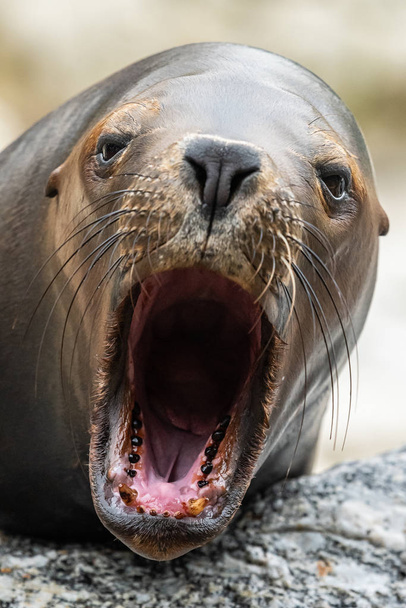 Portrait of a female southern sea lion in an austrian zoo - Foto, imagen