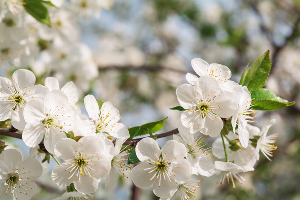 Cherry blossom in full bloom against blue sky. Spring background. Copy space. Soft focus - Фото, зображення