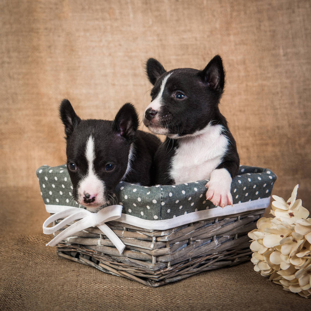 Dos divertidos bebés pequeños perros cachorros Basenji
 - Foto, Imagen