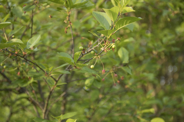 Ovaire ou jeunes fruits de cerise au printemps
 - Photo, image