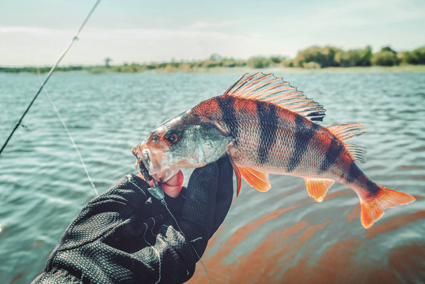 Perch caught on spinning. Fishing. - Photo, Image