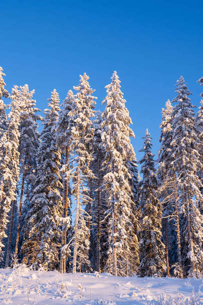 Zimní les, vysoké smrky a borovice pokryté sněhem - Fotografie, Obrázek