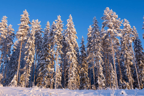 Téli erdő, magas lucfenyő és hófákkal borított fenyő - Fotó, kép