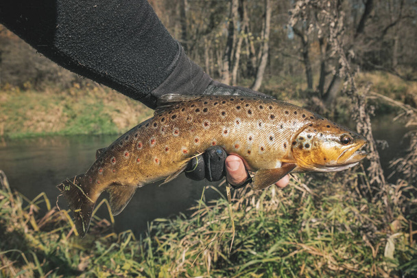 Beautiful brown trout caught in a stream - Photo, Image