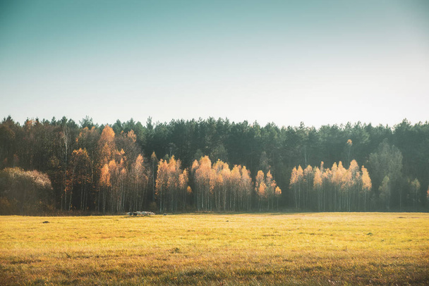 Egy kecskecsorda megy a háttérben őszi erdő. - Fotó, kép