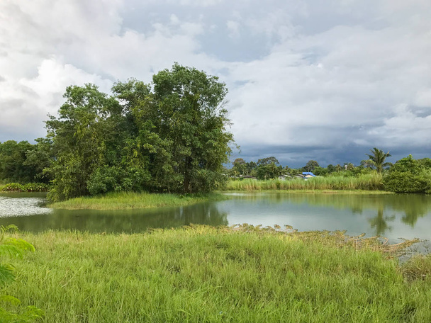 Pond and green grass field at thailand - Zdjęcie, obraz