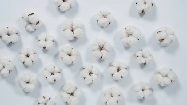 スタジオ撮影で本物の白い色の有機綿の花は、自然の純度を表すオランダからインポートされたショットふわふわと柔らかさと肌に優しいと繊維産業のTシャツやパンツに適したテクスチャを示しています - 写真・画像