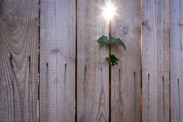Raios solares através de uma cerca feita de tábuas de madeira e plantas verdes broto. O talo de lúpulo sobe à luz solar na esperança de calor e amor
. - Foto, Imagem