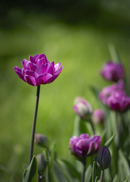 Vertical view of pink tulip - Фото, изображение